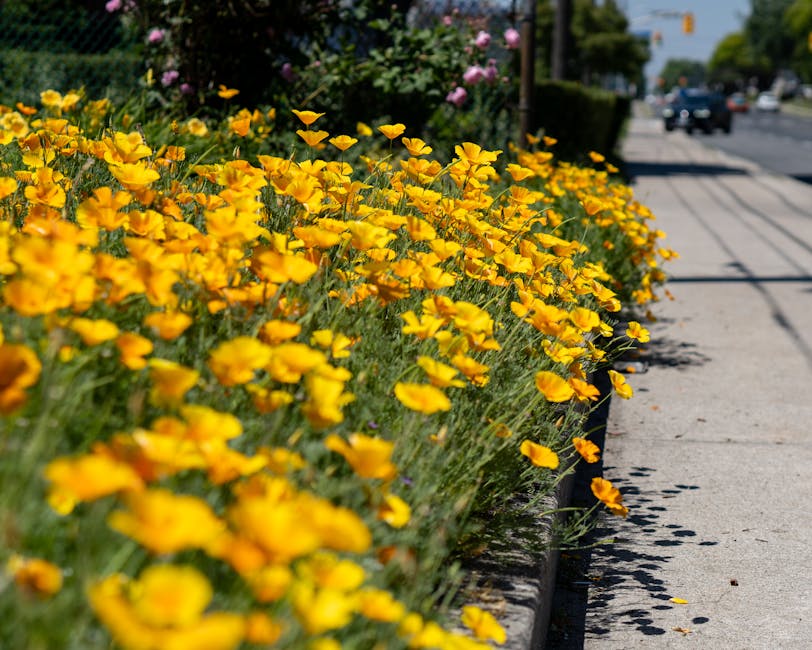 A vibrant flower arrangement featuring densely packed yellow buttercup-like flowers with delicate petals and green stems, planted along a sidewalk border. In the background, there are pink flowering b
