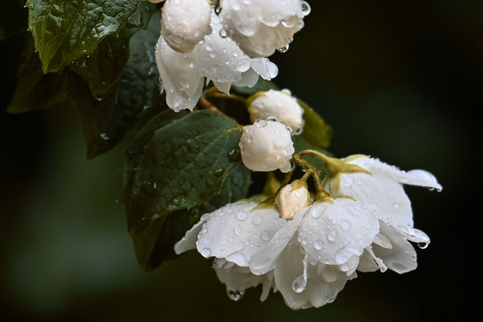 Close-up of delicate white flowers with multiple layers of petals, adorned with small water droplets, surrounded by dark green, textured leaves. The flowers are arranged on a branch, with some buds st