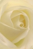 Step into the delicate heart of this creamy-white rose-its spiraling petals enfold you in quiet beauty and gentle texture, as if you were tucked within Addington's own tranquil gardens. Each unfurling layer, feather-light with a soft matte finish, invites contemplation and a sense of calm, while faint ivory hues are caressed by the kind of diffused light you might find filtering through early morning mist over Addington parkland. Subtle, dusky shadows curl between the petal folds, creating a mesmerizing sense of depth and understated drama. The mood evoked is pure serenity-the kind that lingers after a heartfelt conversation at a neighbour's table or a peaceful walk along local woodland paths. As a florist serving Addington, such a rose is always a symbol of reverence: chosen to express sympathy, admiration, or even mark a gentle new beginning within our close-knit community. In your mind's eye, you can almost inhale its faint, sweet scent-a fragrance that comforts, soothes, and uplifts. The image, taken so close as to capture every nuance, honours the skillful hands and sincere emotion that shape every bouquet we deliver, connecting Addington's residents through moments both joyful and reflective.